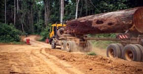 Cameroon Timber Shipping Company